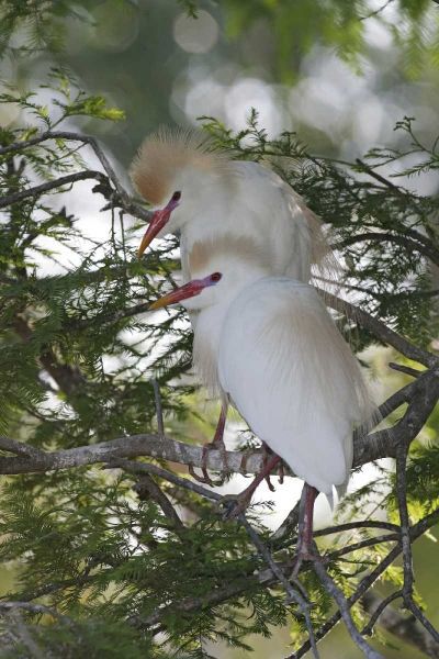 FL Cattle egrets in breeding plumage on branch